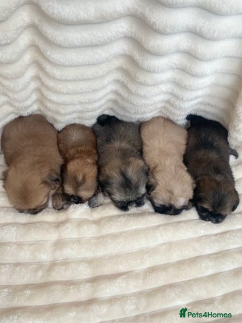 Shih Tzu dogs - Advert 2
