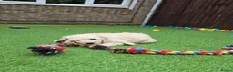 Goldendoodle dogs for sale: LAST girl left of Multigen.Goldendoodle Puppies!!! - Advert 18