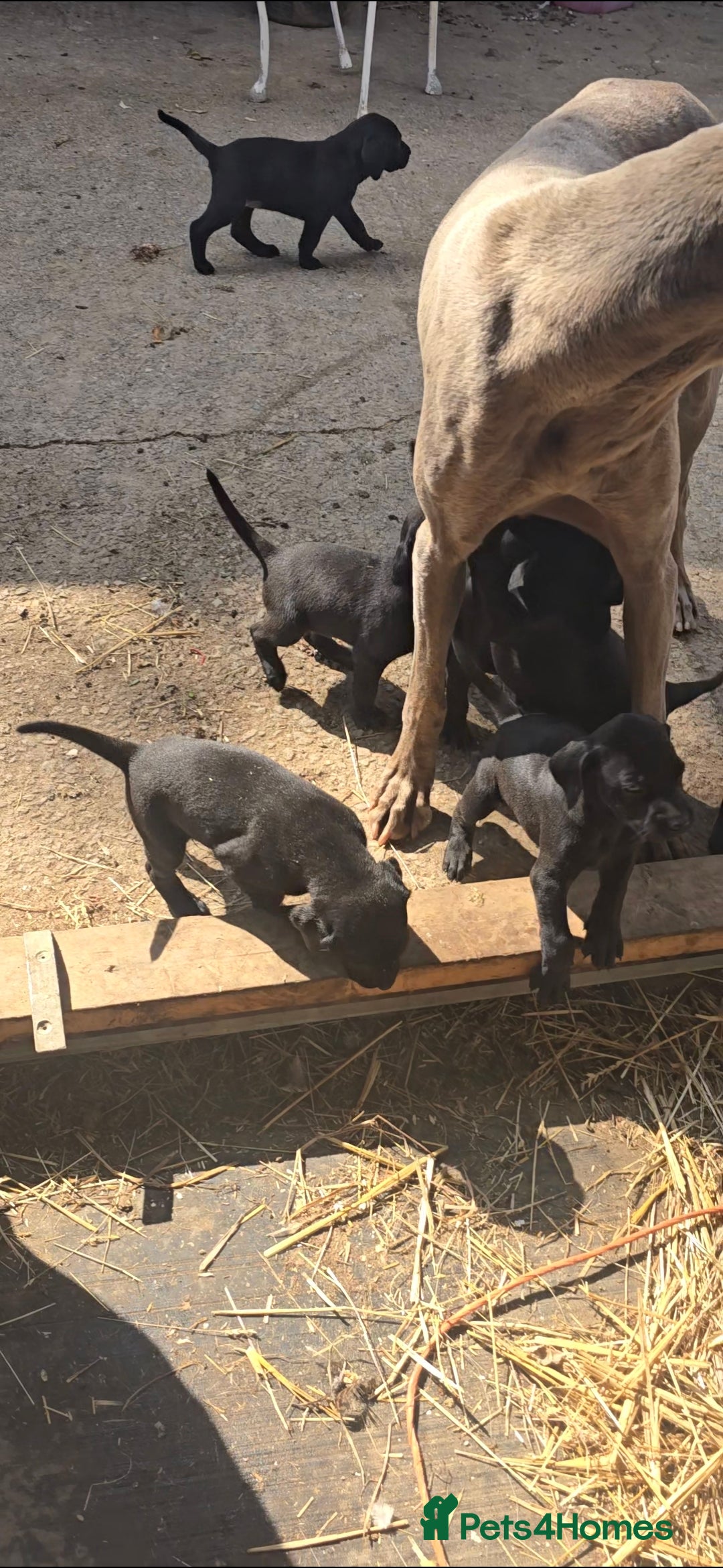 Mixed Breed dogs for sale: Exceptional Weimador pups  - Image 14