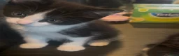 Mixed Breed cats for sale: Tuxedo kittens for sale! - Advert 4