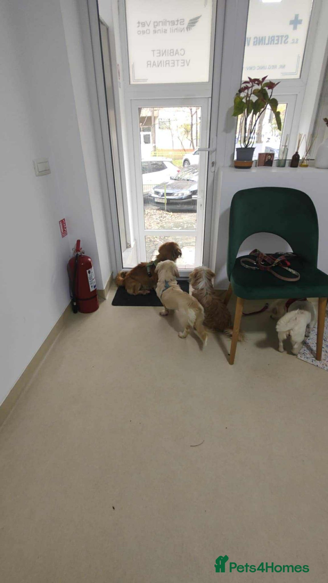 Mixed Breed dogs for adoption: 🐾 Meet Crunchie 🐾 - Advert 4