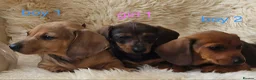 Miniature Dachshund dogs for sale: 🐕🐕3 miniature dashund puppy’s 🐕🐕 - Advert 1