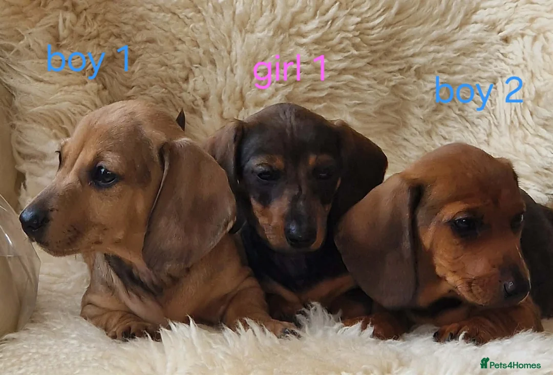 Miniature Dachshund dogs for sale: 🐕🐕3 miniature dashund puppy’s 🐕🐕 - Advert 1