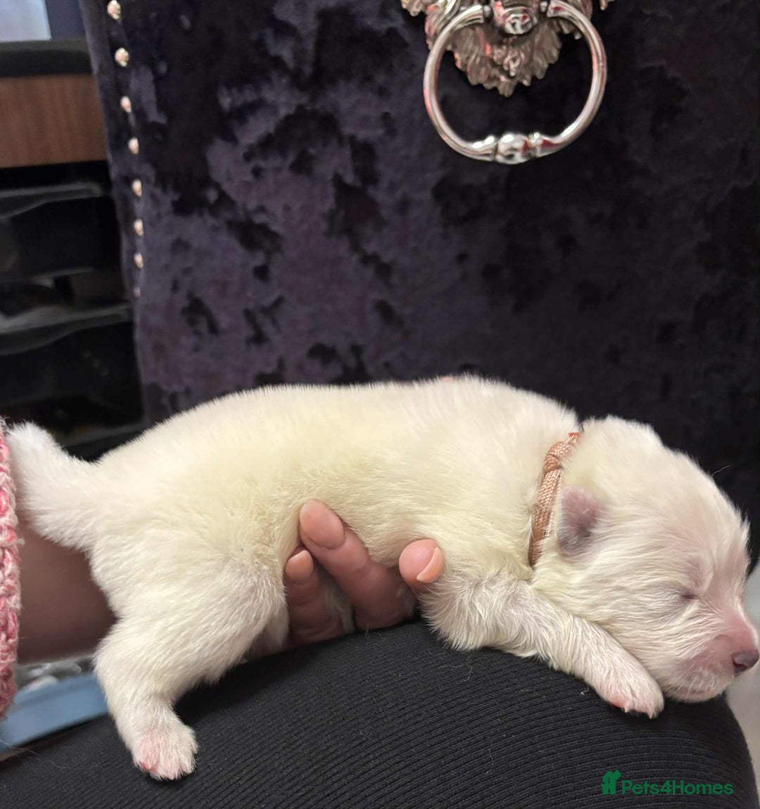 Samoyed dogs for sale: KC reg. Samoyed puppies with champ bloodline  - Advert 25