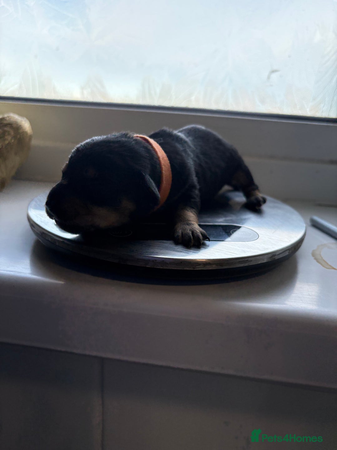Mixed Breed dogs for sale: Doxie poo puppies - Image 18