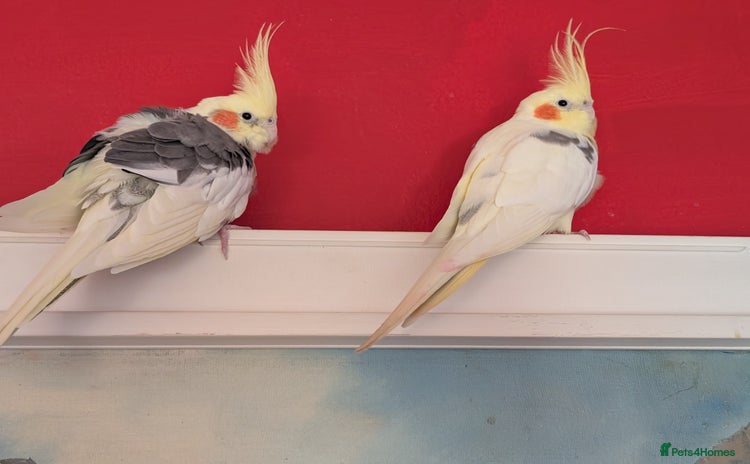 Cockatiels birds - Advert 12