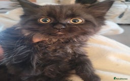 Ragdoll cats for sale: 1/2 Ragdoll 1/2 british Blue MIx Kittens - Image 6