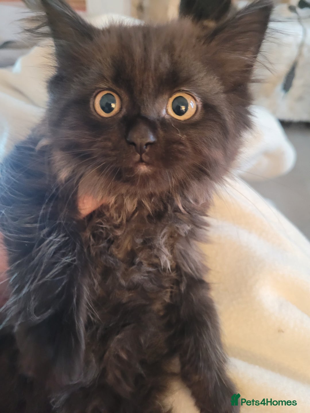 Ragdoll cats for sale: 1/2 Ragdoll 1/2 british Blue MIx Kittens - Image 6