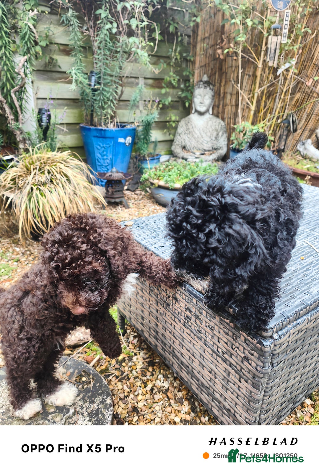 Cockapoo dogs for sale: Toy cockapoos READY NOW  - Image 26