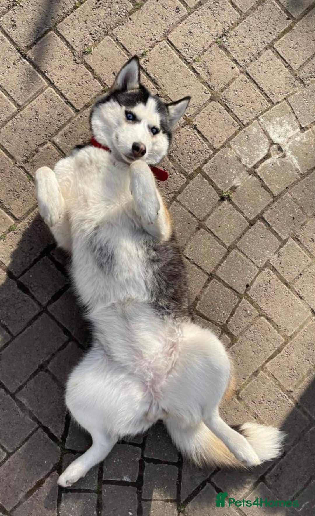 Siberian Husky dogs for sale: My beautiful Luna - Advert 6