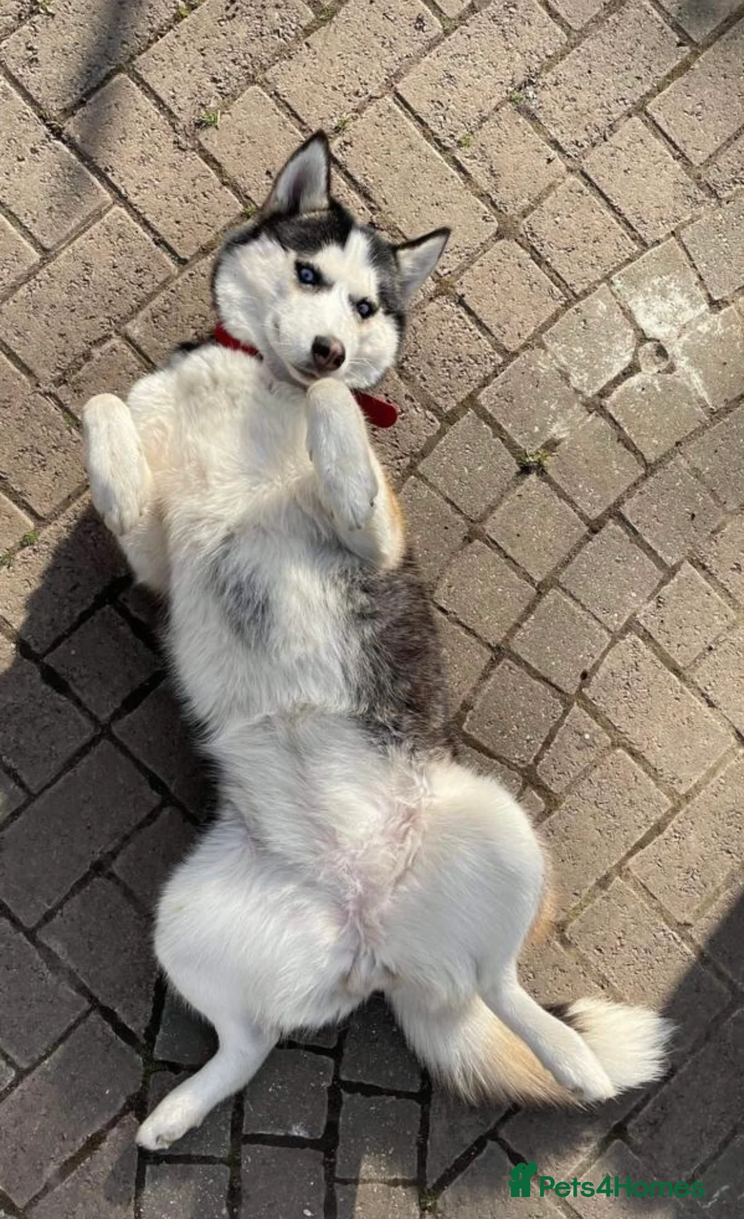 Siberian Husky dogs for sale: My beautiful Luna - Advert 6