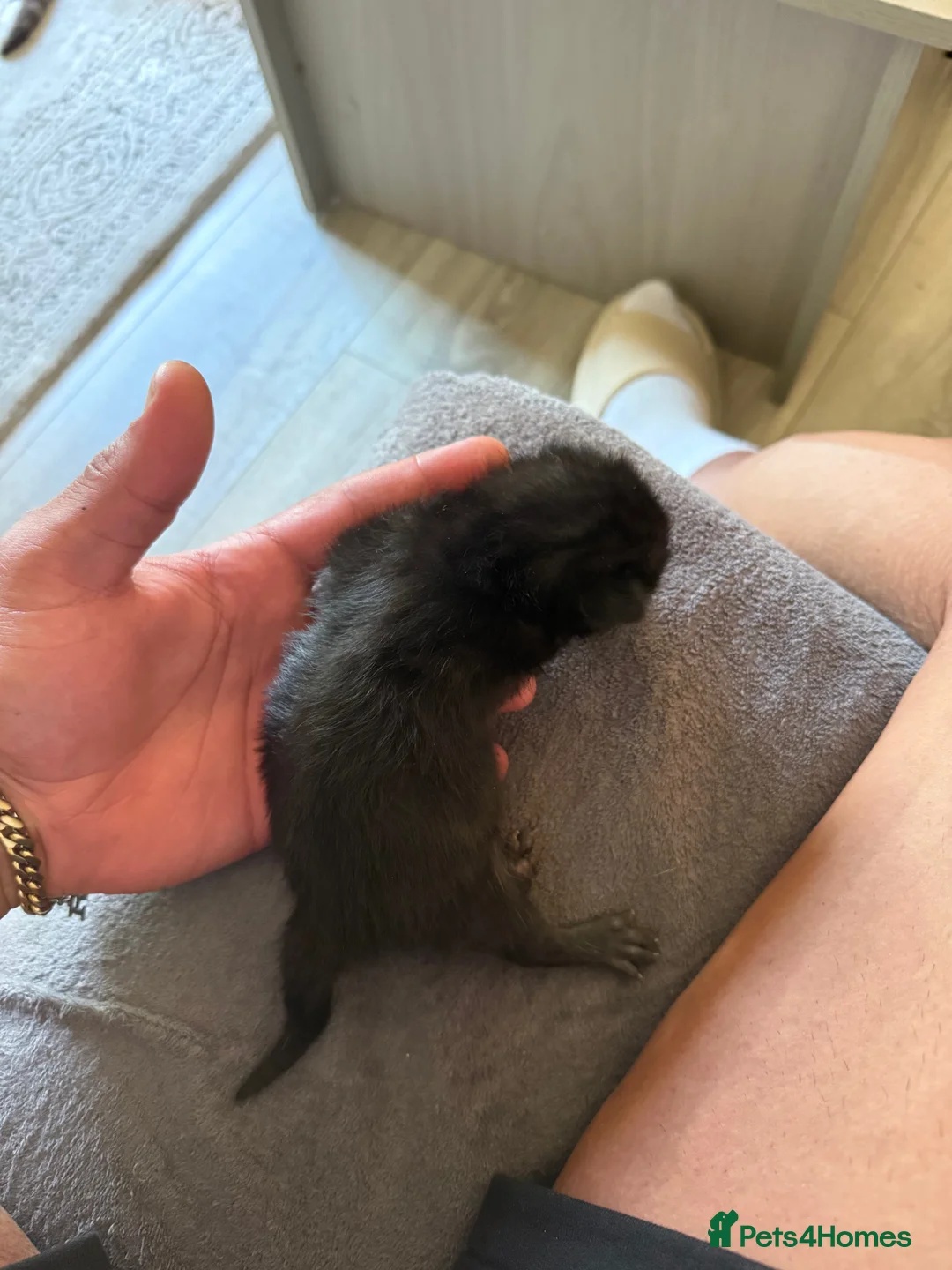 Mixed Breed cats for sale: Beautiful Kitten Litter – Born 1st June 2026 - Advert 12