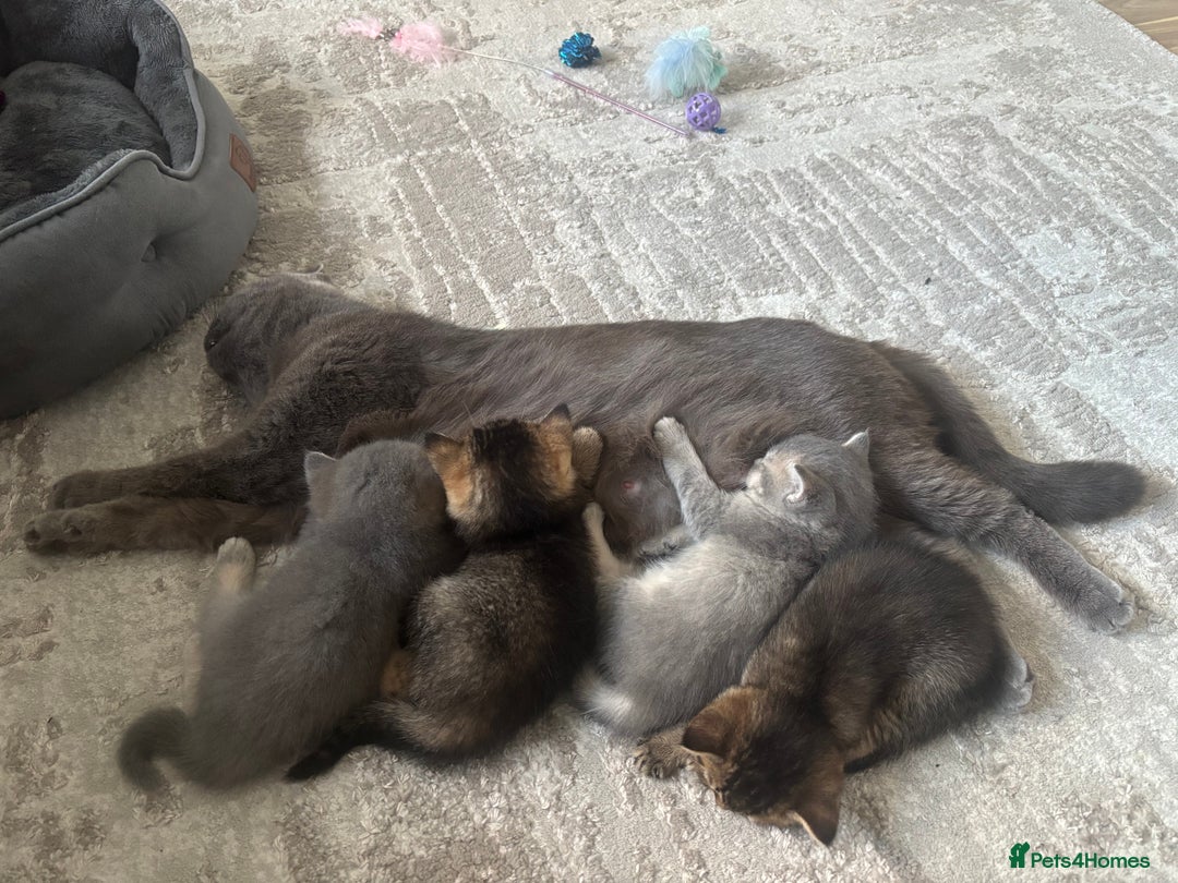 British Shorthair cats for sale: 4 adorable kittens looking for a new home  - Advert 18