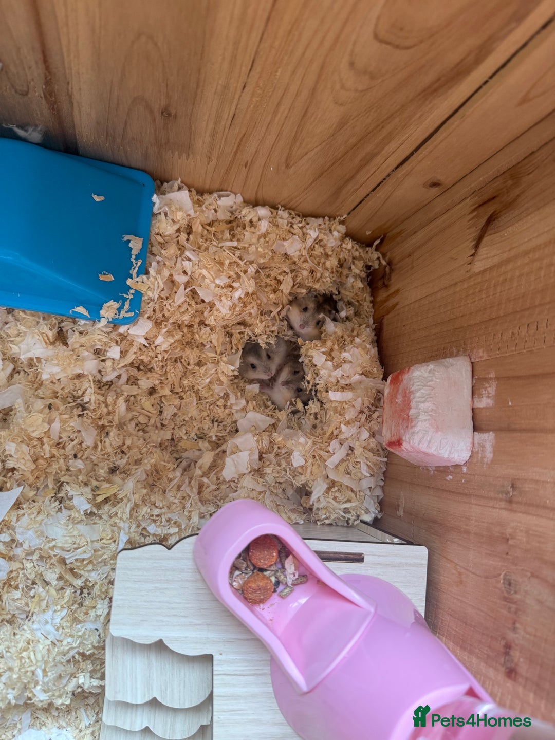 Hamster rodents for sale: 🐹Sweet little hamsters for sale🐹 - Advert 6