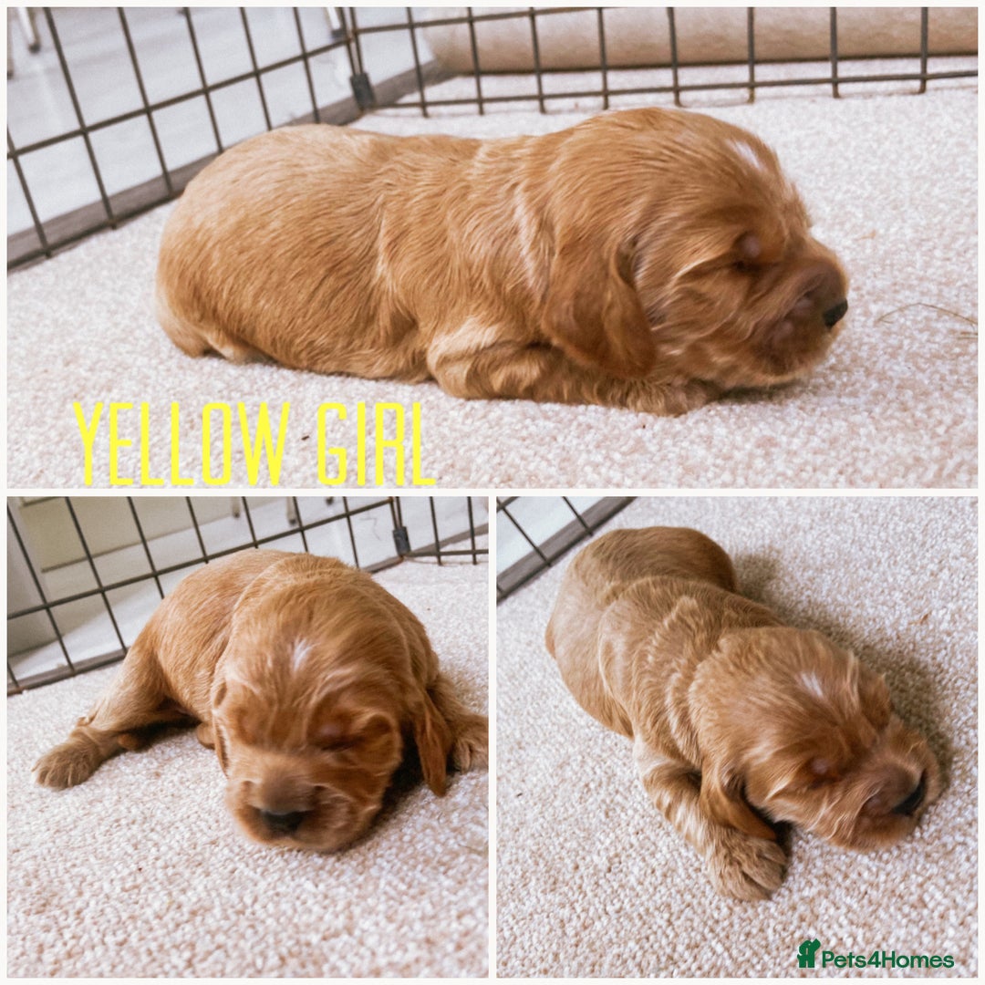 Cockapoo dogs for sale: Fox red Cockapoo pups  - Image 6