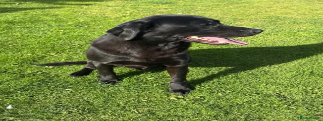 Sam ( KENSESQUI EARL )