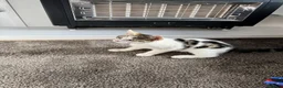 Mixed Breed cats for sale: Tabby cat for sale ready for caring household in Nelson - Advert 3