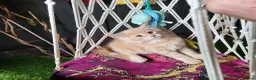 Maine Coon cats for sale: Maine Coon kittens for sale CF81  - Advert 4