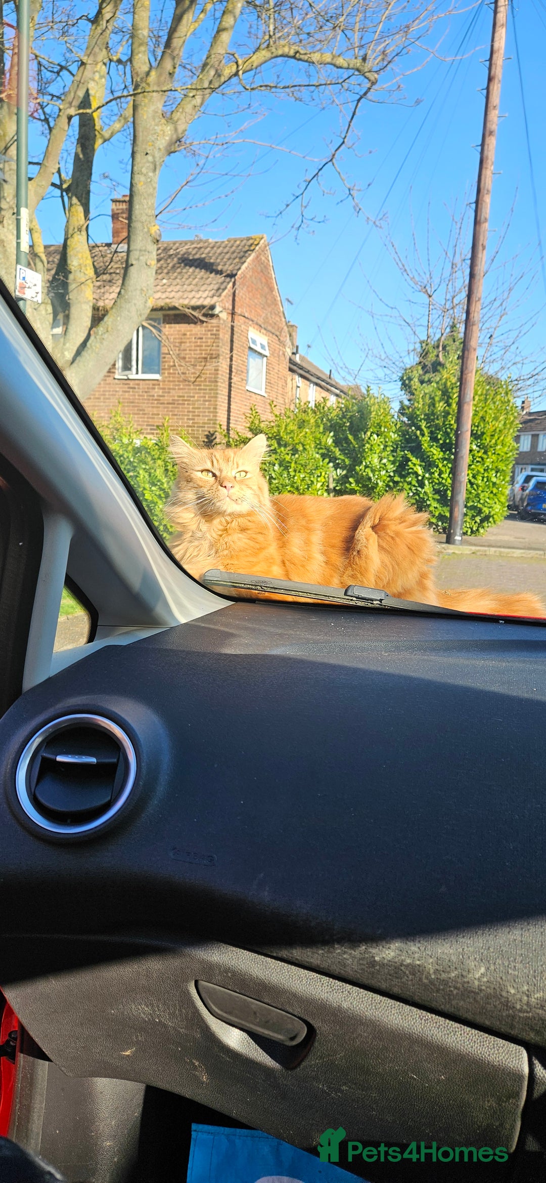 Mixed Breed cats for sale: Simba 💙  - Image 8
