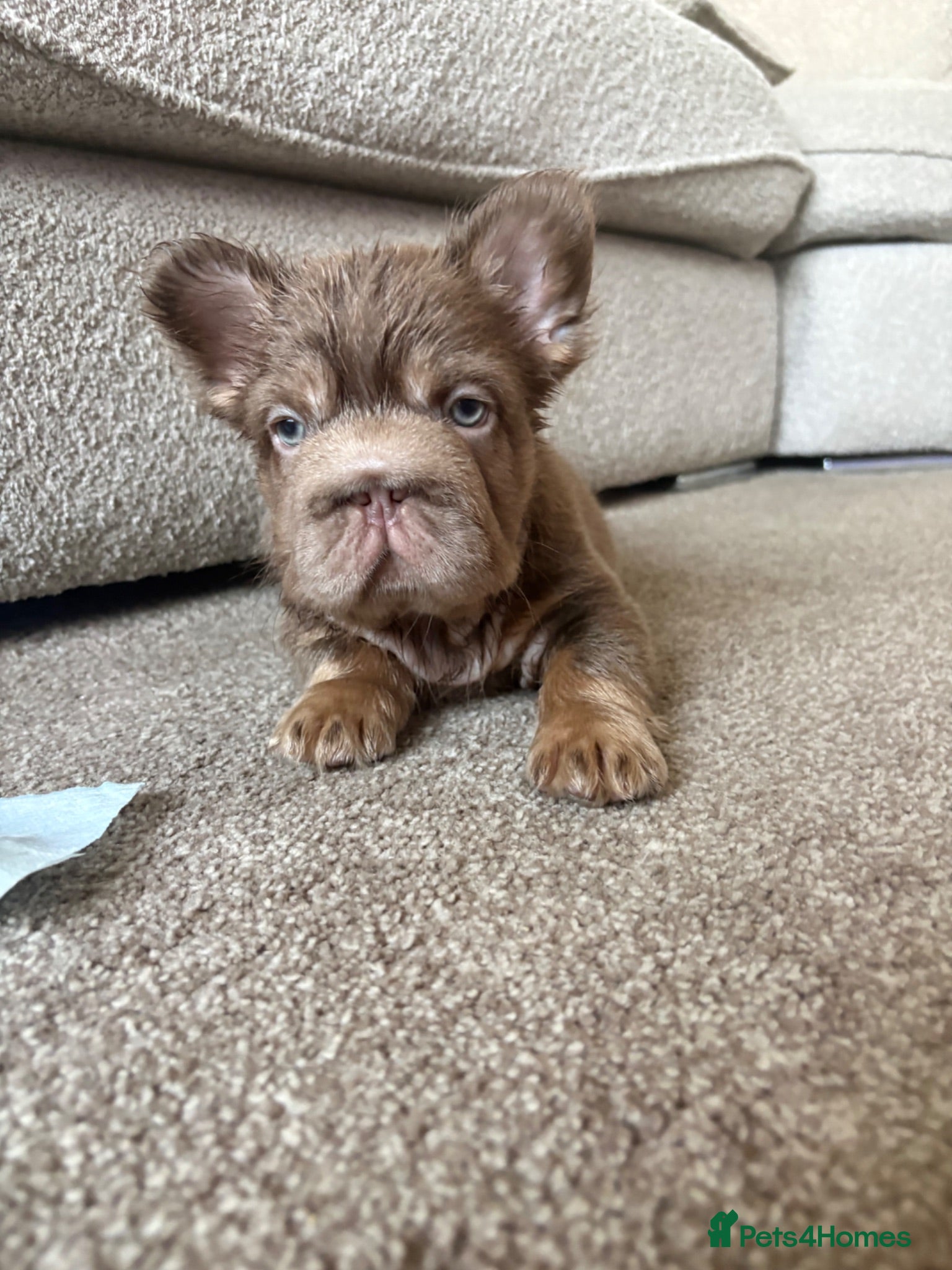 French Bulldog dogs 💙🩷READY TO LEAVE- Beautiful french bulldogs🩷💙 - Advert 1
