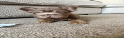 French Bulldog dogs for sale:  MASSIVELY REDUCED AGAIN!!READY TO LEAVE-frenchies - Advert 8