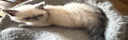 Exotic cats for sale: Last Remaining  Exotic Shorthair Kitten - Advert 5