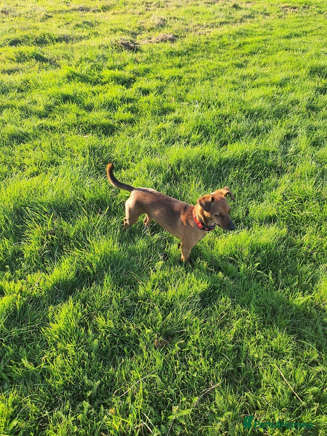 Mixed Breed dogs for adoption: Ringo – 6 years old, Male, Mixed Breed  - Advert 9