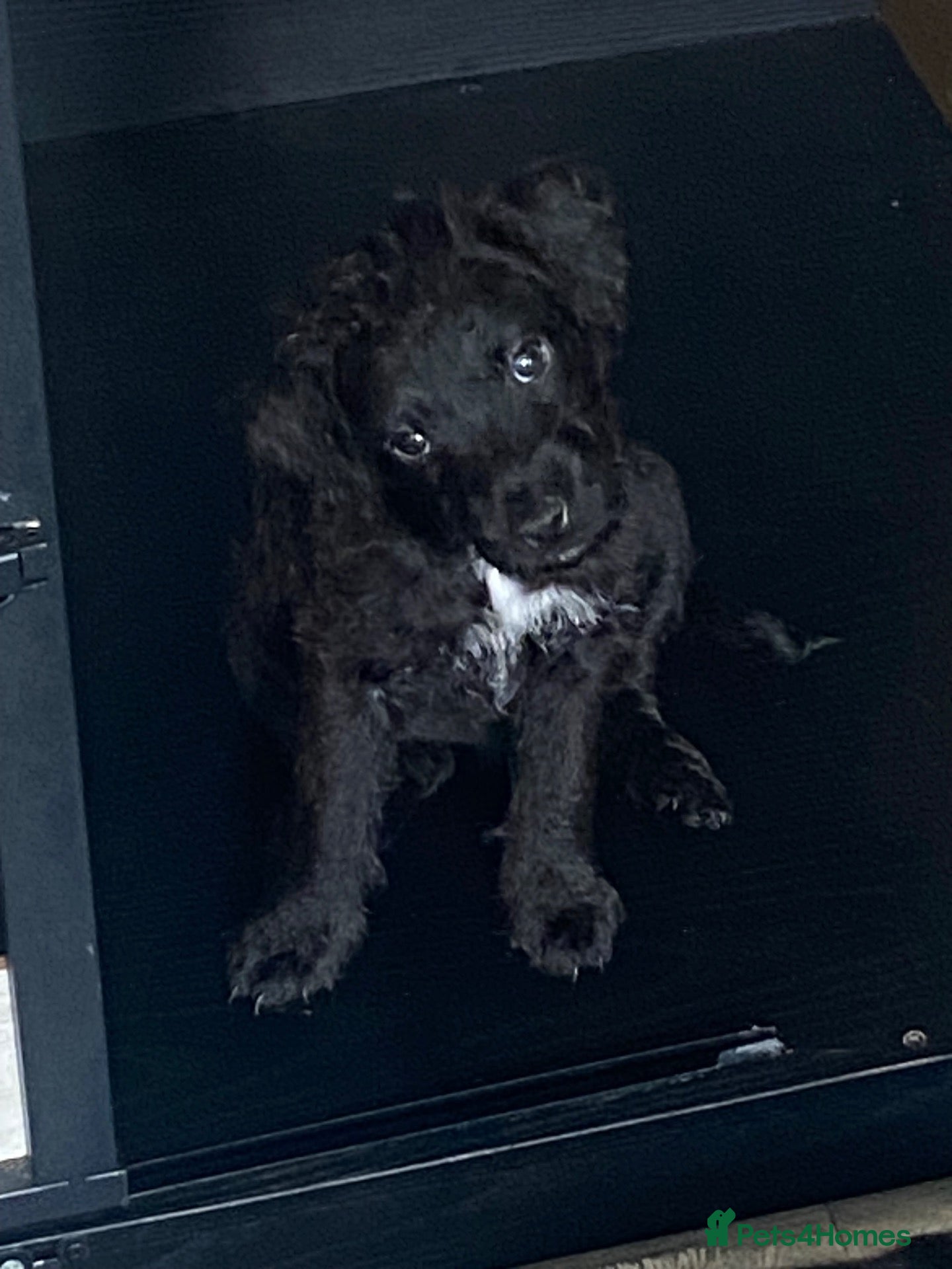 Patterdale Terrier dogs for sale: **Patterdale pups READY NOW** - Advert 10