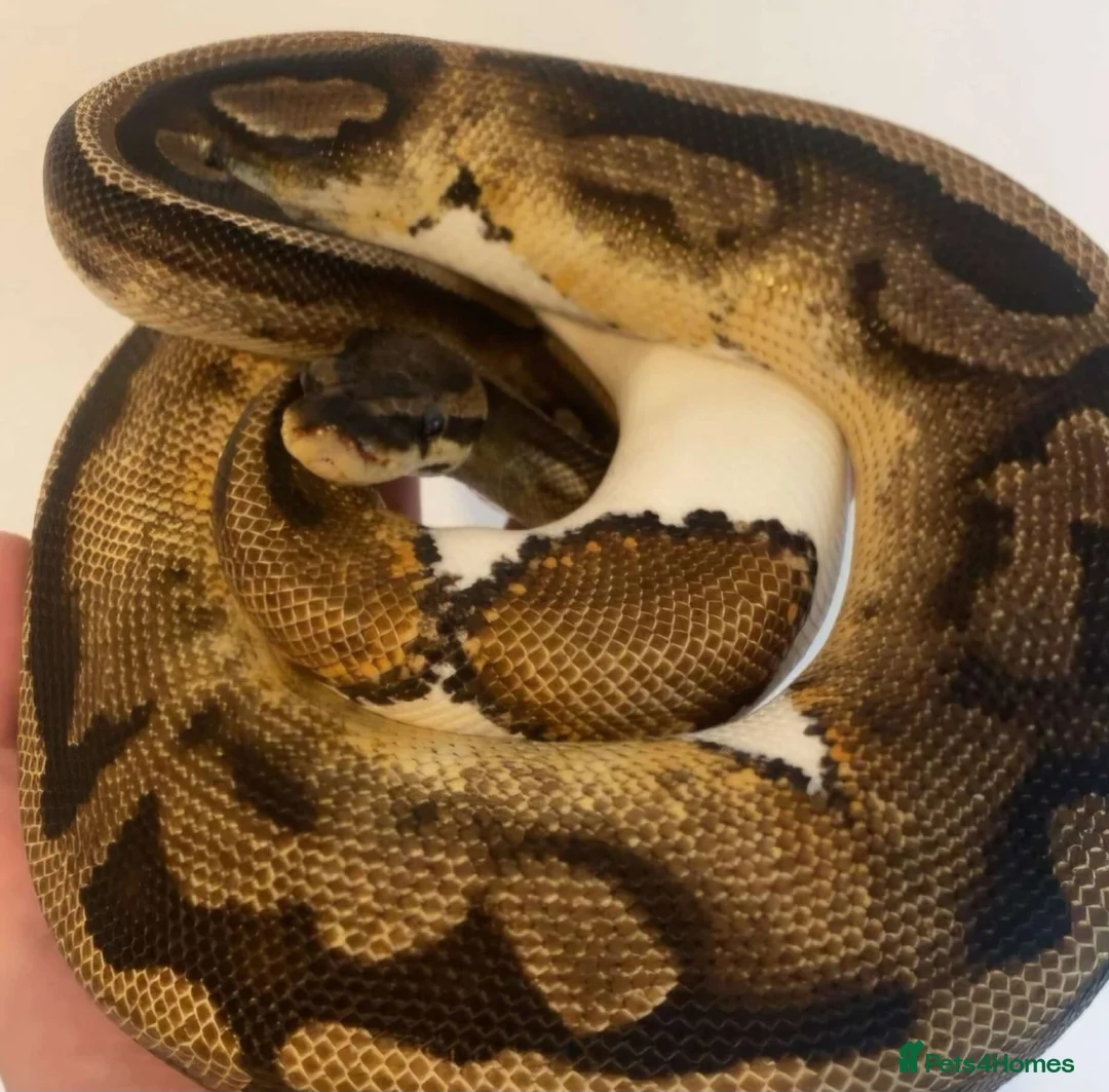 Python Snake reptiles for sale: Pied Royal Python (Female)  - Advert 1