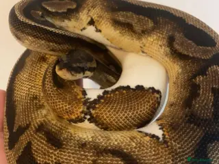 Python Snake reptiles Pied Royal Python (Female) - Advert 1