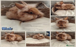 Mini Lop rabbits for sale: Lovely Mini plush lop babies  - Image 3