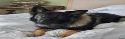 German Shepherd dogs for stud: 2year old Male for stud  - Advert 6