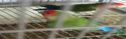 Lovebirds birds for sale: Lovebirds  in Basildon - Advert 4