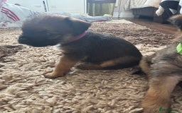 Border Terrier dogs for sale: Border terrier pups - Image 23