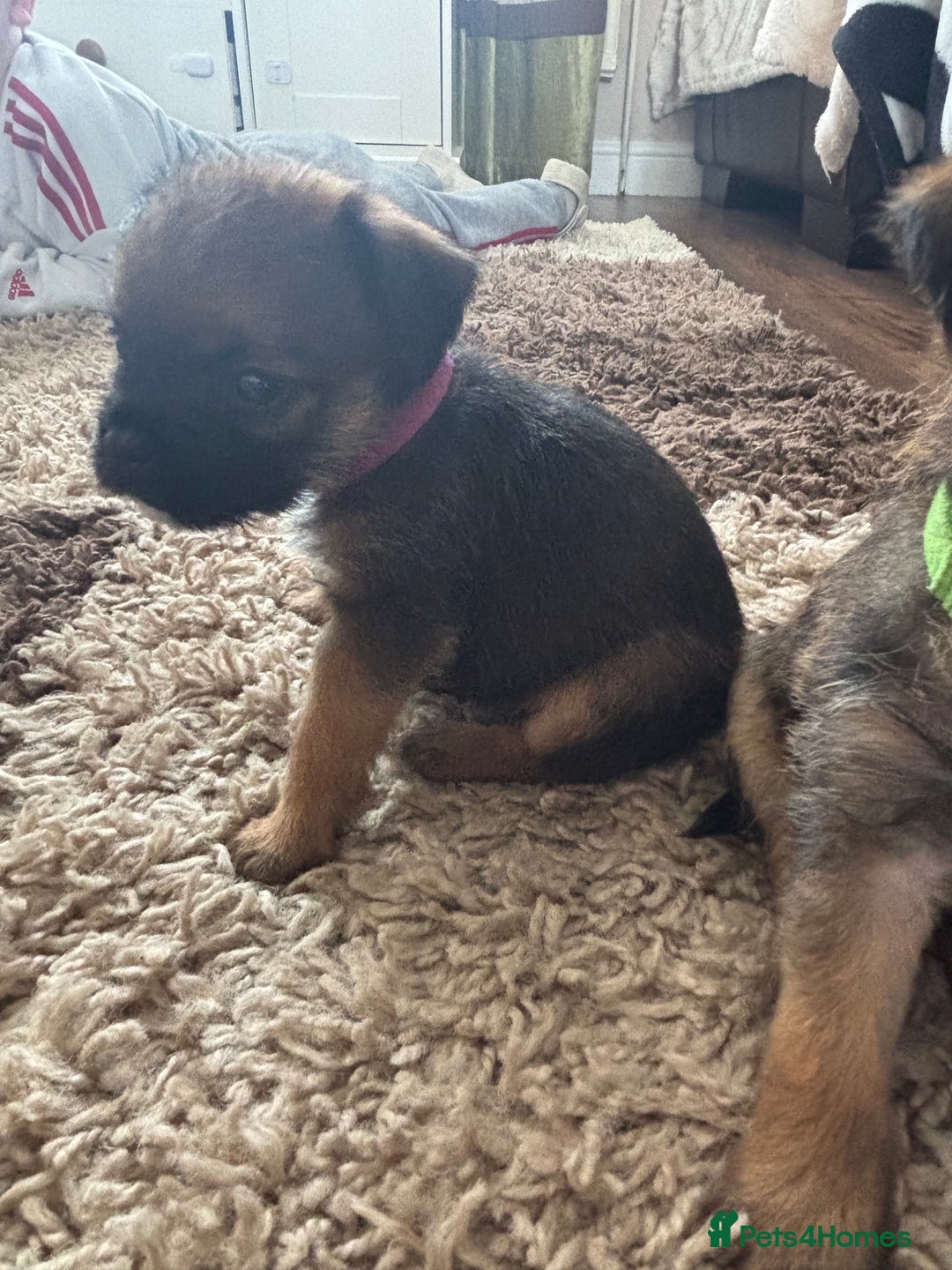 Border Terrier dogs for sale: Border terrier pups - Image 23