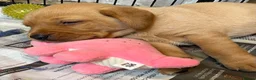 Labrador Retriever dogs for sale: Fox red Labrador  - Advert 5