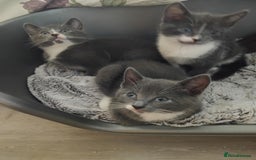 Mixed Breed cats for sale: Mixed Breed kittens for sale  - Image 8