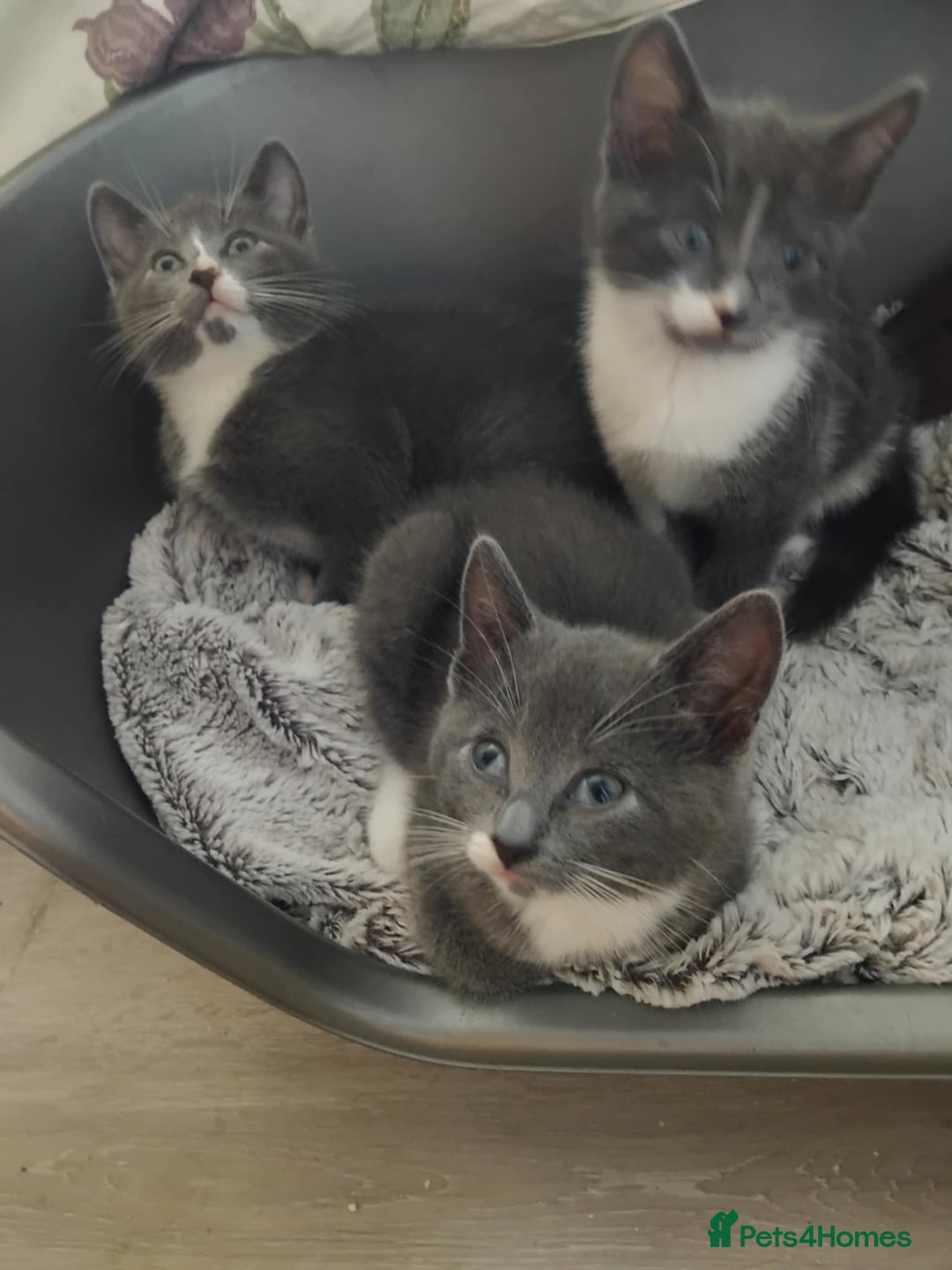 Mixed Breed cats for sale: Mixed Breed kittens for sale  - Image 8