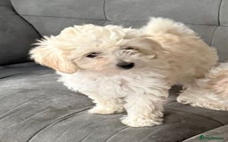 Maltipoo dogs for sale: Maltipoo  - Image 4
