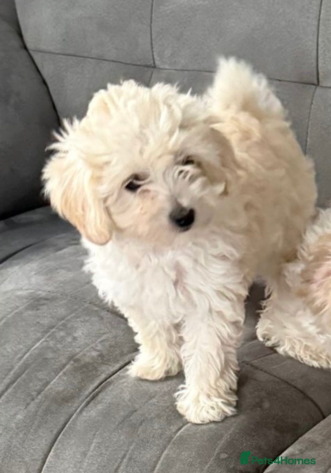 Maltipoo dogs for sale: Maltipoo  - Image 4