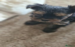 Yorkshire Terrier dogs for sale: Hi Mini Yorkshire Terrier for sale - Image 16