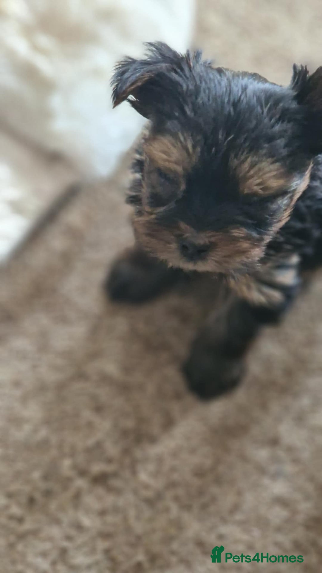 Yorkshire Terrier dogs for sale: Hi Mini Yorkshire Terrier for sale - Image 16