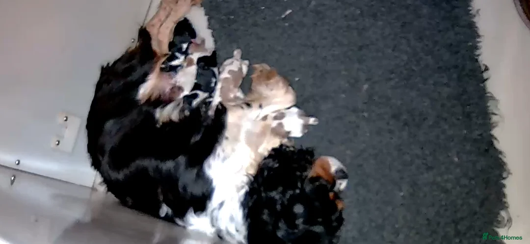 Cavalier King Charles Spaniel dogs for sale: Kc cavalier puppies dna clear  - Advert 1