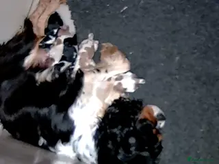 Cavalier King Charles Spaniel dogs for sale: Kc cavalier puppies dna clear - Advert 1