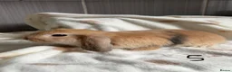 Mini Lop rabbits for sale: Female mini lops - Advert 5