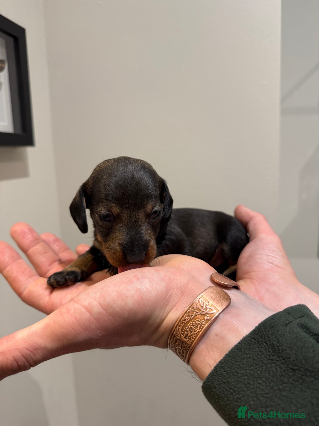 Dachshund dogs for sale: Wire haired Teckel puppies  - Advert 6