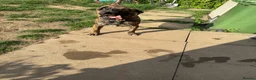 Presa Canario dogs for sale: Presa canario  - Advert 1