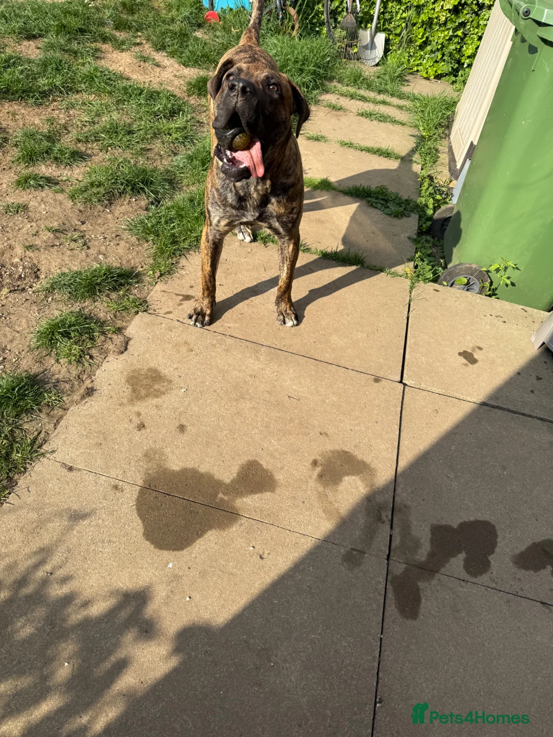Presa Canario dogs for sale: Presa canario  - Advert 1