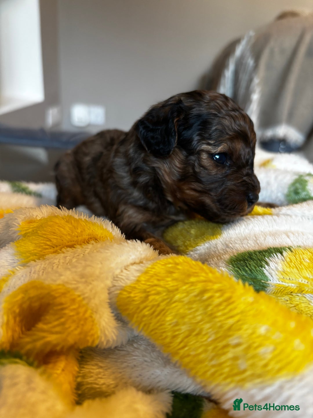 Cavapoochon dogs for sale: 🐶Exceptional cavapoochon pup's🐶 - Advert 4