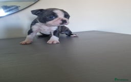 Boston Terrier dogs for sale: Last remaining Blue Boston girl - Image 25